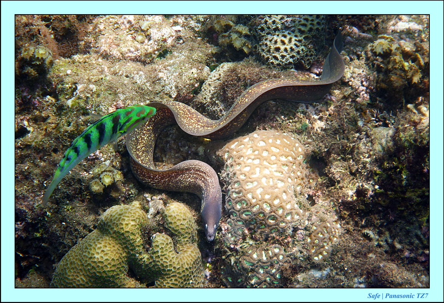 Dauin - Snorkeling